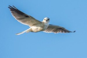 #88 Juvenile Black-Shouldered Kite      